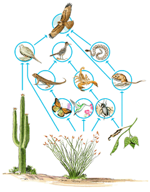 Food Webs - Desert Biome